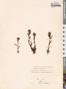Pedicularis hirsuta L., Siberia, Chukotka & Kamchatka (S7) (Russia)