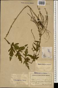 Verbena officinalis L., Caucasus, Azerbaijan (K6) (Azerbaijan)