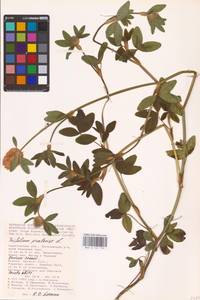 Trifolium pratense L., Eastern Europe, Lower Volga region (E9) (Russia)