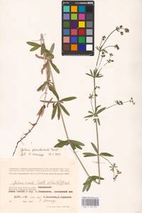 Galium pseudorivale Tzvelev, Eastern Europe, Lower Volga region (E9) (Russia)