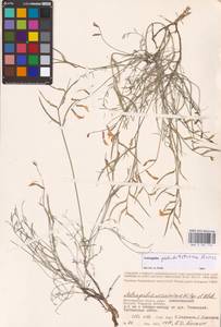 Astragalus pseudotataricus Boriss., Eastern Europe, Lower Volga region (E9) (Russia)