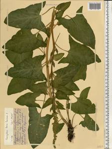 Blitum bonus-henricus (L.) Rchb., Eastern Europe, Middle Volga region (E8) (Russia)