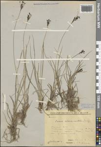 Carex eleusinoides Turcz. ex Kunth, Siberia, Yakutia (S5) (Russia)