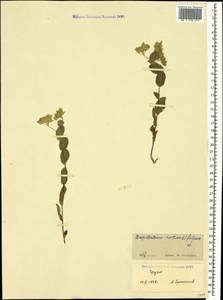 Bupleurum rotundifolium L., Caucasus, Georgia (K4) (Georgia)