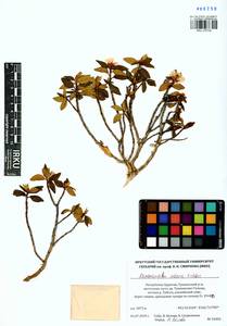 Rhododendron adamsii Rehder, Siberia, Baikal & Transbaikal region (S4) (Russia)