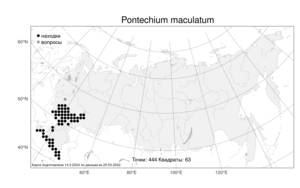 Pontechium maculatum (L.) Böhle & Hilger, Atlas of the Russian Flora (FLORUS) (Russia)