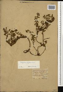 Polygonum cognatum subsp. cognatum, Caucasus, Armenia (K5) (Armenia)