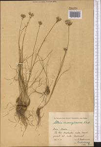 Allium inconspicuum Vved., Middle Asia, Syr-Darian deserts & Kyzylkum (M7) (Kazakhstan)