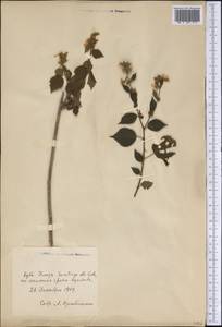 Malvaceae, America (AMER) (Cuba)