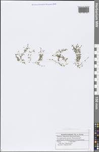 Arenaria serpyllifolia L., Eastern Europe, Middle Volga region (E8) (Russia)