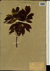 Sorbus sambucifolia (Cham. & Schltdl.) M. Roem., South Asia, South Asia (Asia outside ex-Soviet states and Mongolia) (ASIA) (Japan)