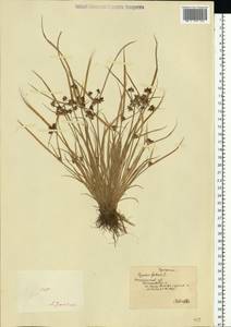 Cyperus fuscus L., Eastern Europe, South Ukrainian region (E12) (Ukraine)