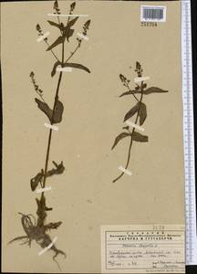Veronica anagallis-aquatica L., Middle Asia, Pamir & Pamiro-Alai (M2) (Tajikistan)