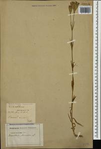 Dianthus armeria L., Caucasus, Georgia (K4) (Georgia)