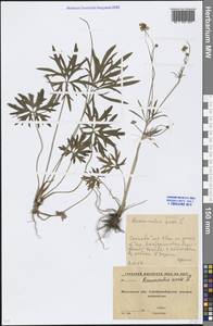 Ranunculus acris L., Eastern Europe, Moscow region (E4a) (Russia)