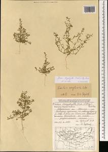 Grubovia dasyphylla (Fisch. & C. A. Mey.) Freitag & G. Kadereit, Mongolia (MONG) (Mongolia)