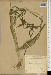 Echinochloa crus-galli (L.) P.Beauv., Caucasus, Georgia (K4) (Georgia)