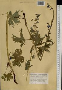 Delphinium inconspicuum Serg., Siberia, Altai & Sayany Mountains (S2) (Russia)