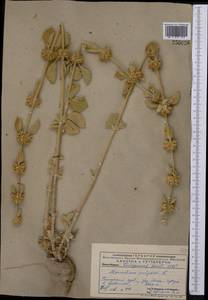 Marrubium vulgare L., Middle Asia, Pamir & Pamiro-Alai (M2) (Uzbekistan)