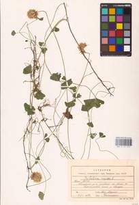 Trifolium repens L., Eastern Europe, Northern region (E1) (Russia)