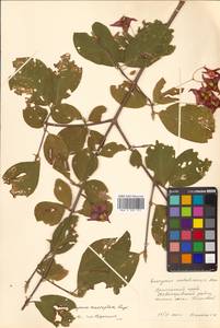 Euonymus macropterus Rupr., Siberia, Russian Far East (S6) (Russia)
