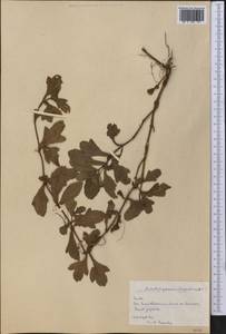 Acanthospermum hispidum DC., America (AMER) (Cuba)