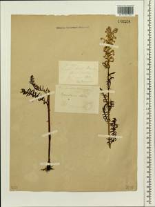 Pedicularis elata Willd., Siberia, Altai & Sayany Mountains (S2) (Russia)