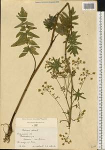 Pastinaca sativa L., Eastern Europe, Central region (E4) (Russia)