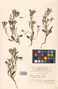 MHA 0 153 566, Buglossoides arvensis, Eastern Europe, Lower Volga region (E9) (Russia)