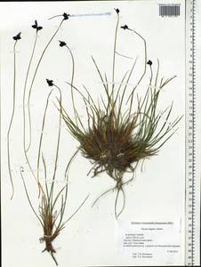 Carex bigelowii subsp. lugens (Holm) T.V.Egorova, Siberia, Yakutia (S5) (Russia)