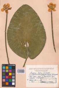 Nuphar lutea (L.) Sm., Eastern Europe, Middle Volga region (E8) (Russia)