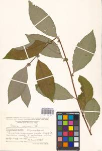 Salix caprea L., Eastern Europe, Moscow region (E4a) (Russia)
