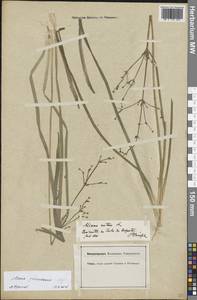 Alisma gramineum Lej., Western Europe (EUR) (Germany)