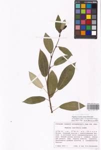 Populus ×moscoviensis Schröd., Eastern Europe, Moscow region (E4a) (Russia)