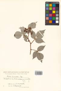 Rubus idaeus subsp. melanolasius Focke, Siberia, Russian Far East (S6) (Russia)