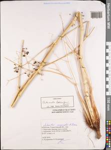 Autumnalia botschantzevii Pimenov, Middle Asia, Western Tian Shan & Karatau (M3) (Kazakhstan)