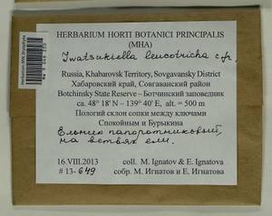 Iwatsukiella leucotricha (Mitt.) W.R. Buck & H.A. Crum, Bryophytes, Bryophytes - Russian Far East (excl. Chukotka & Kamchatka) (B20) (Russia)