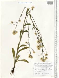 Erigeron annuus (L.) Pers., Eastern Europe, Western region (E3) (Russia)