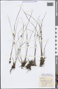 Juncus filiformis L., Eastern Europe, Central forest region (E5) (Russia)