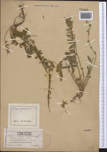 Oxytropis macrocarpa Kar. & Kir., Middle Asia, Northern & Central Tian Shan (M4) (Kazakhstan)
