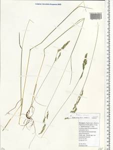 Festuca rubra L., Eastern Europe, Belarus (E3a) (Belarus)
