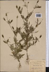 Bidens parviflora Willd., Siberia, Baikal & Transbaikal region (S4) (Russia)