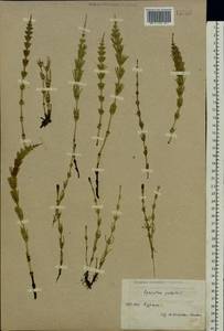 Equisetum palustre L., Eastern Europe, Central forest-and-steppe region (E6) (Russia)