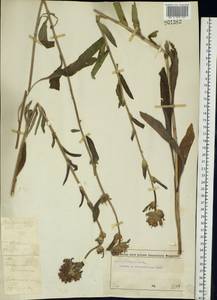 Campanula cervicaria L., Eastern Europe, Moscow region (E4a) (Russia)