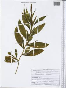 Potamogeton lucens L., Eastern Europe, North Ukrainian region (E11) (Ukraine)