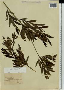 Salix fragilis L., Eastern Europe, South Ukrainian region (E12) (Ukraine)