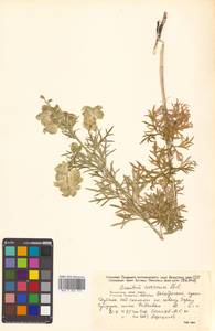 Aconitum coreanum (H.Lév.) Rapaics, Siberia, Russian Far East (S6) (Russia)