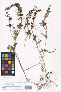MHA 0 162 246, Pedicularis palustris, Eastern Europe, Central region (E4) (Russia)