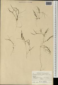 Zannichellia palustris subsp. palustris, Mongolia (MONG) (Mongolia)