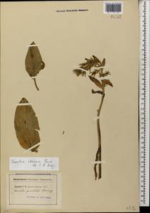 Swertia iberica Fisch. ex C. A. Mey., Caucasus (no precise locality) (K0)